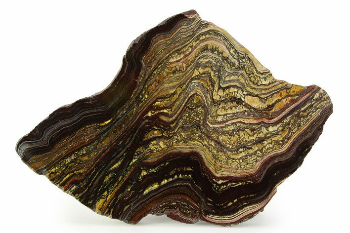 Polished Tiger Iron Stromatolite Slab - Billion Years #351910